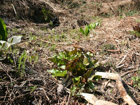 Cardiocrinum cordatum var. glehnii