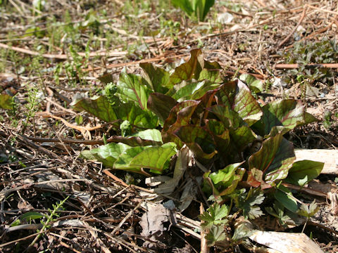 Cardiocrinum cordatum var. glehnii