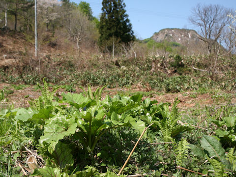 Cardiocrinum cordatum var. glehnii