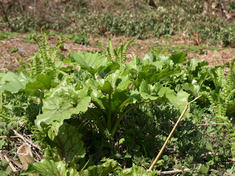 Cardiocrinum cordatum var. glehnii