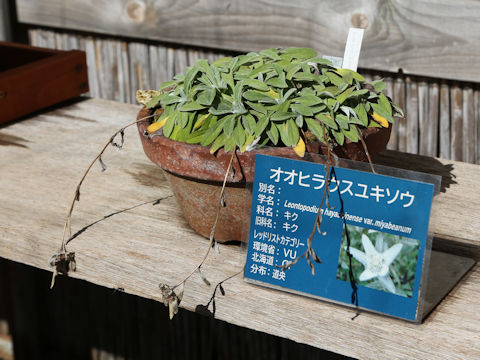 Leontopodium hayachinense var. miyabeanum