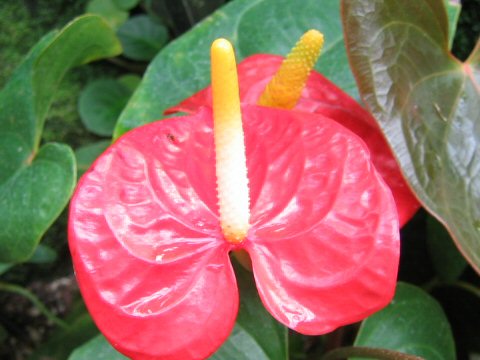 Anthurium andreanum