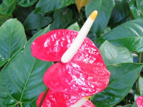 Anthurium andreanum