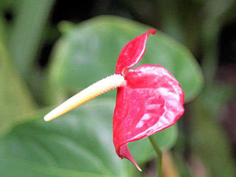 Anthurium andreanum