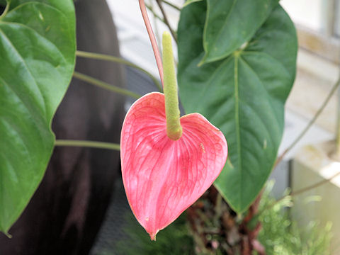 Anthurium andreanum