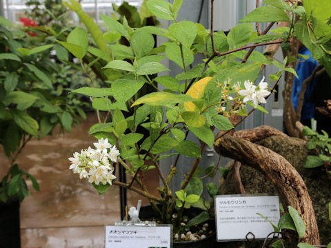 Deutzia naseana var. naseana