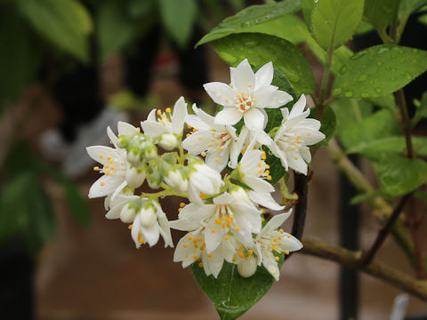 Deutzia naseana var. naseana