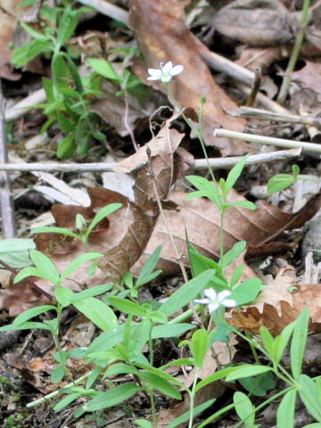 Moehringia lateriflora