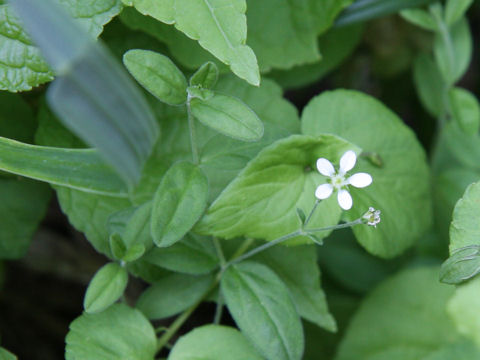 Moehringia lateriflora