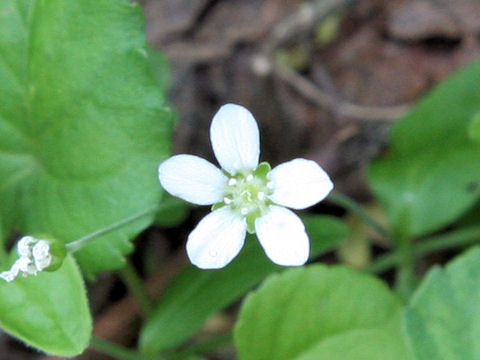 Moehringia lateriflora