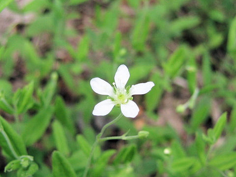 Moehringia lateriflora