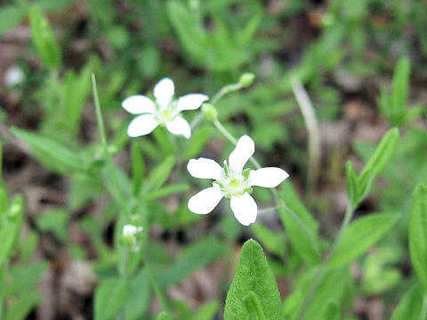 Moehringia lateriflora