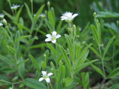 Moehringia lateriflora