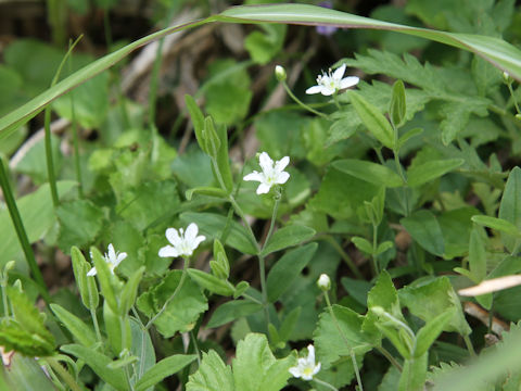 Moehringia lateriflora