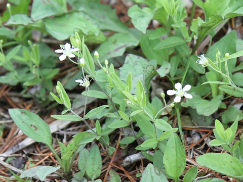 Moehringia lateriflora