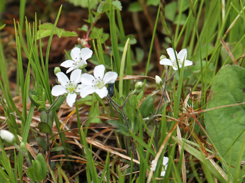 Moehringia lateriflora