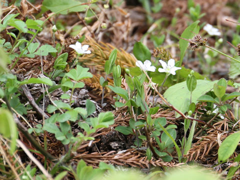 Moehringia lateriflora