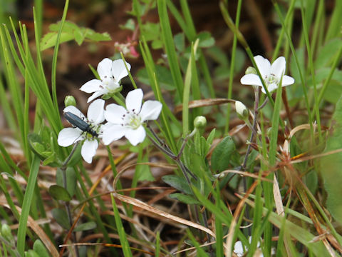 Moehringia lateriflora