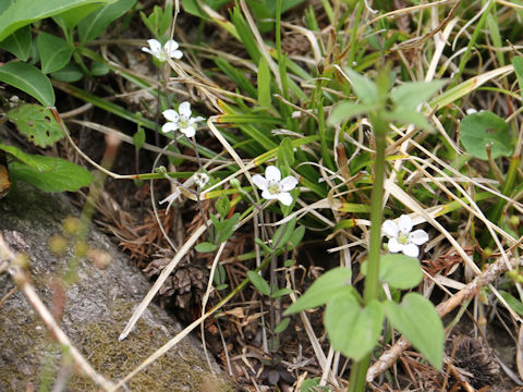 Moehringia lateriflora