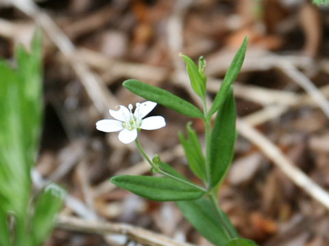 Moehringia lateriflora