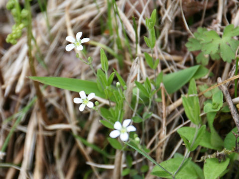 Moehringia lateriflora