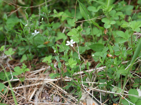 Moehringia lateriflora