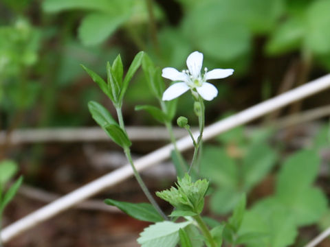 Moehringia lateriflora