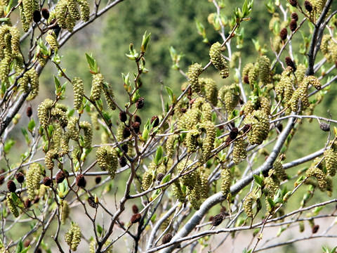 Alnus sieboldiana