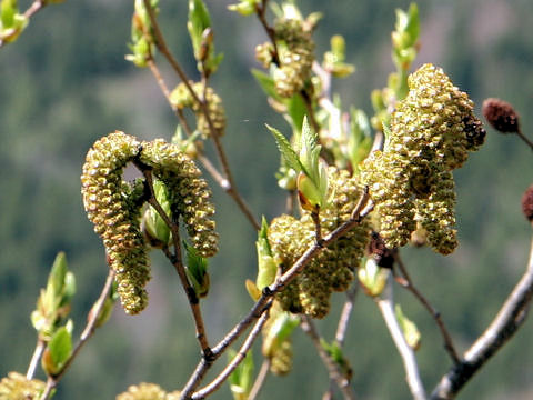 Alnus sieboldiana