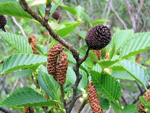 Alnus sieboldiana