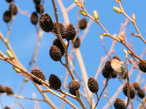 Alnus sieboldiana