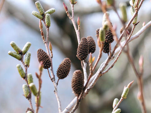 Alnus sieboldiana