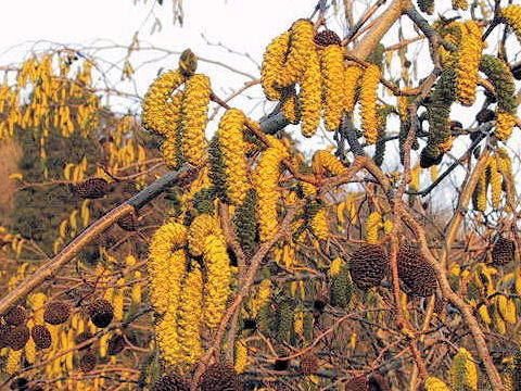 Alnus sieboldiana