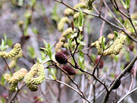 Alnus sieboldiana