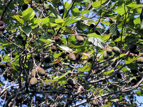 Alnus sieboldiana