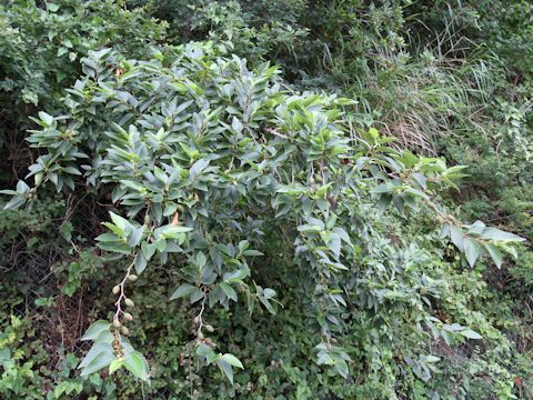 Alnus sieboldiana