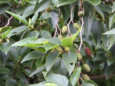 Alnus sieboldiana