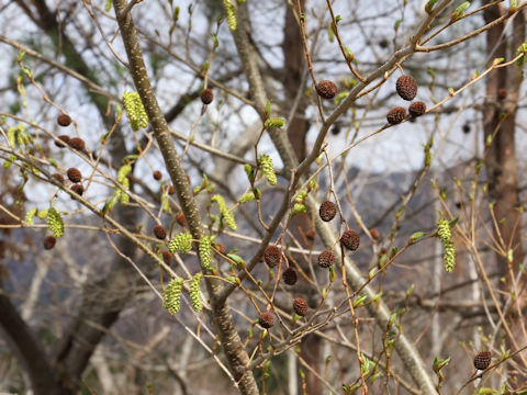 Alnus sieboldiana