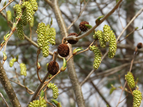 Alnus sieboldiana