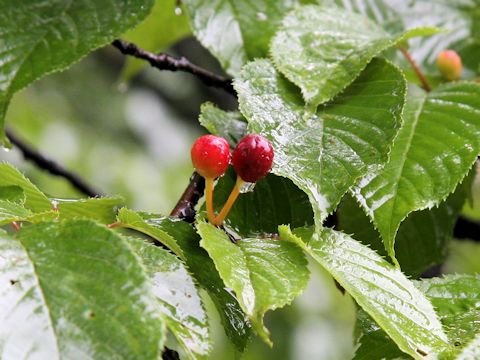 Prunus sargentii