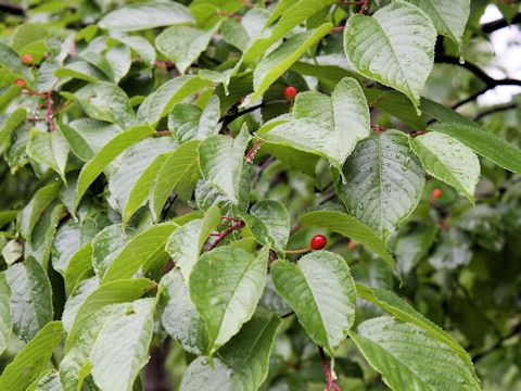 Prunus sargentii