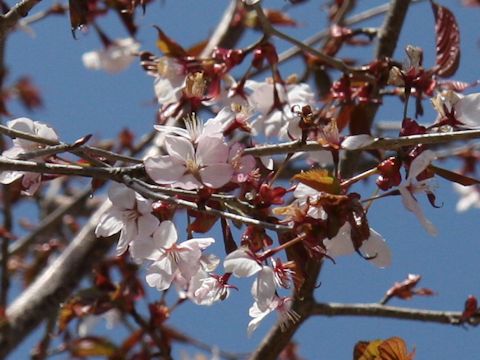 Prunus sargentii