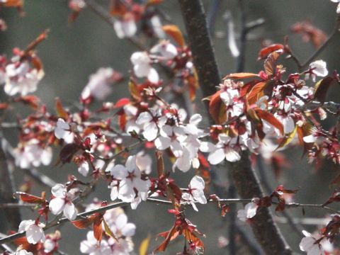 Prunus sargentii