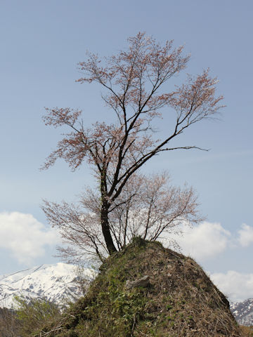 Prunus sargentii