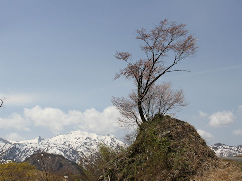 Prunus sargentii