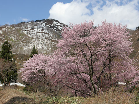 Prunus sargentii