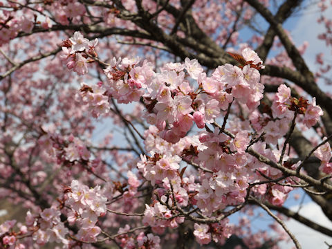 Prunus sargentii