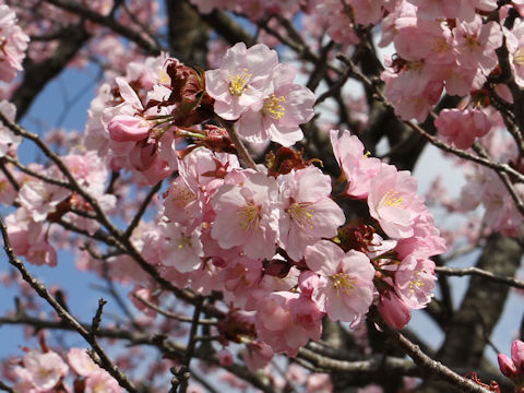 Prunus sargentii