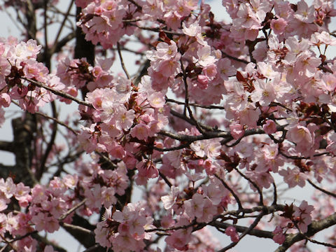 Prunus sargentii