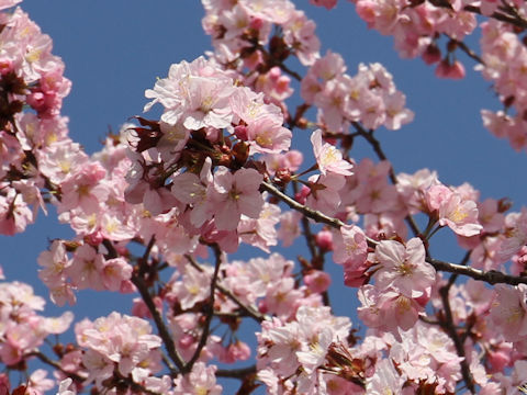 Prunus sargentii